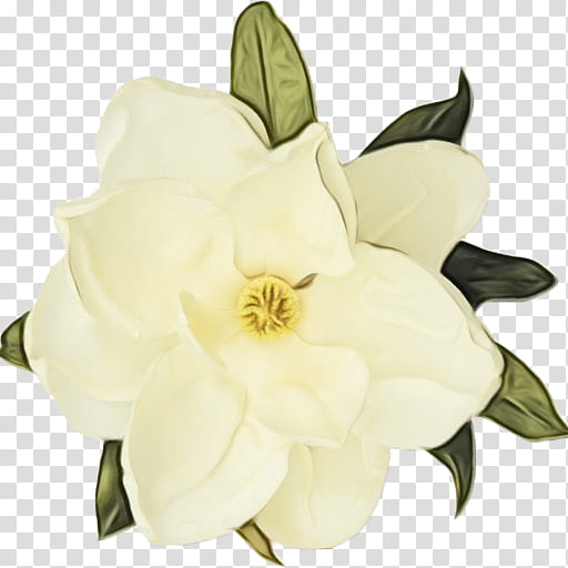 flower white petal plant gardenia, Watercolor, Paint, Wet Ink, Magnolia, Magnolia Family, Mock Orange, Cut Flowers transparent background PNG clipart