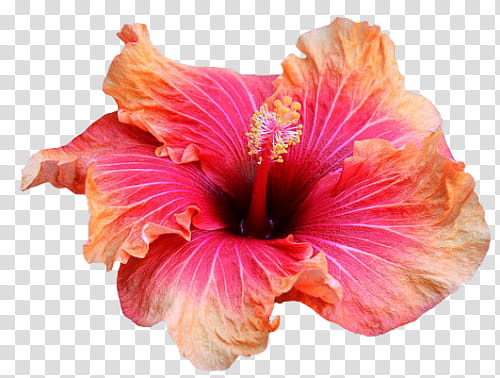 Tropical , pink Hibiscus flower transparent background PNG clipart