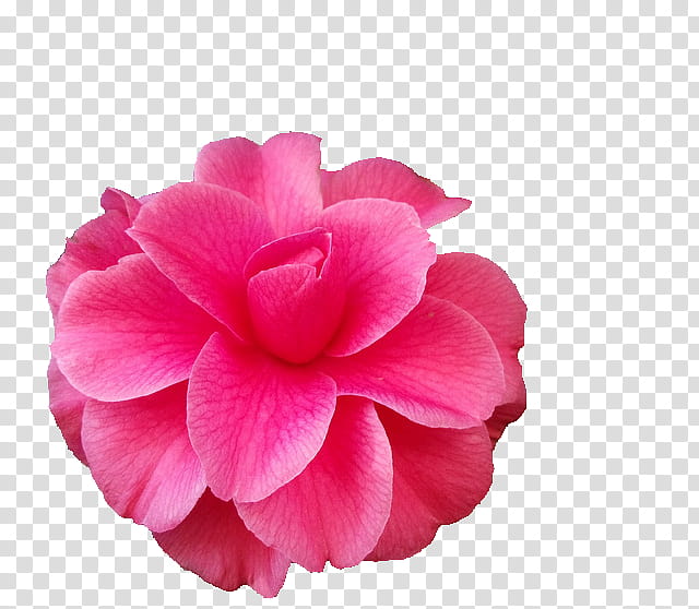 Flower , pink petaled flower transparent background PNG clipart