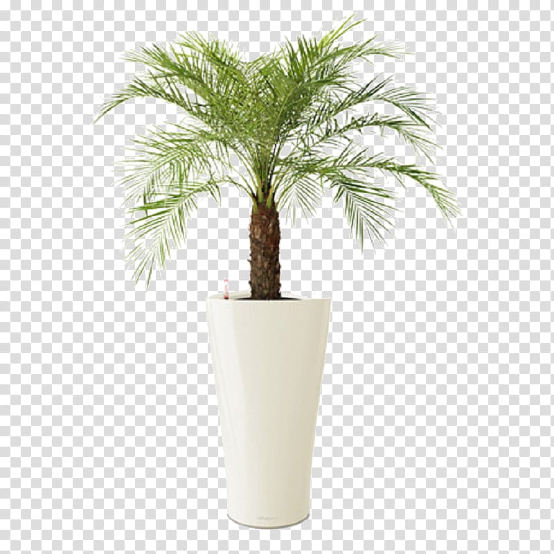 Palm Tree, Pygmy Date Palm, Chamaedorea Elegans, Houseplant, Plants, Ravenea, Adonidia, Howea Forsteriana transparent background PNG clipart