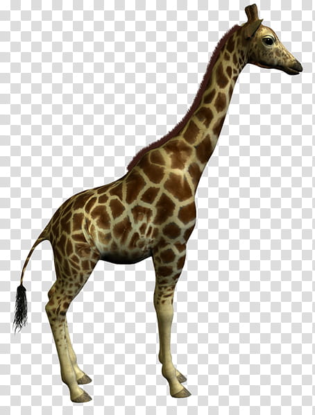 Animal, Northern Giraffe, South African Giraffe, Drawing, Giraffids, Giraffidae, Animal Figure, Wildlife transparent background PNG clipart