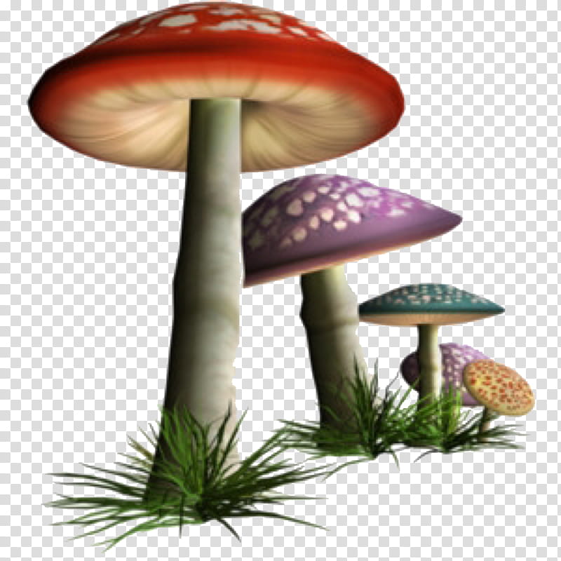 Mushroom, Fungus, Edible Mushroom, Common Mushroom, Lingzhi Mushroom, Shiitake, Penny Bun, Food transparent background PNG clipart