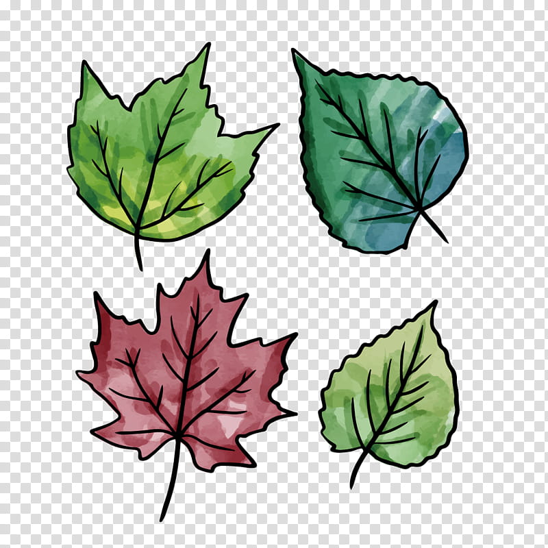 Family Tree Design, Leaf, Watercolor Painting, Flat Design, Black Maple, Plant, Maple Leaf, Plane transparent background PNG clipart