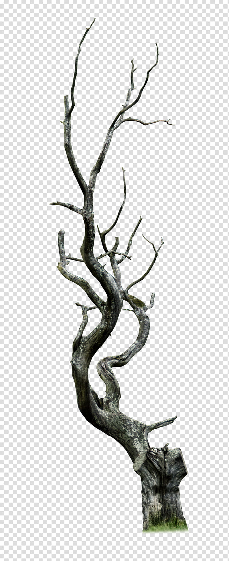Dead Tree, leafless tree transparent background PNG clipart