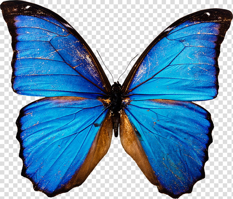 Super Tutolover, blue and brown butterfly illustration transparent background PNG clipart
