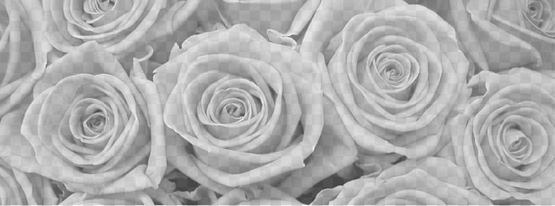Recursos y Brushers, top-view of white roses transparent background PNG clipart