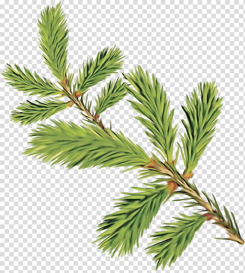 columbian spruce white pine shortleaf black spruce yellow fir jack pine, Tree, Canadian Fir, Plant, Shortstraw Pine, Red Pine, Oregon Pine, Lodgepole Pine transparent background PNG clipart