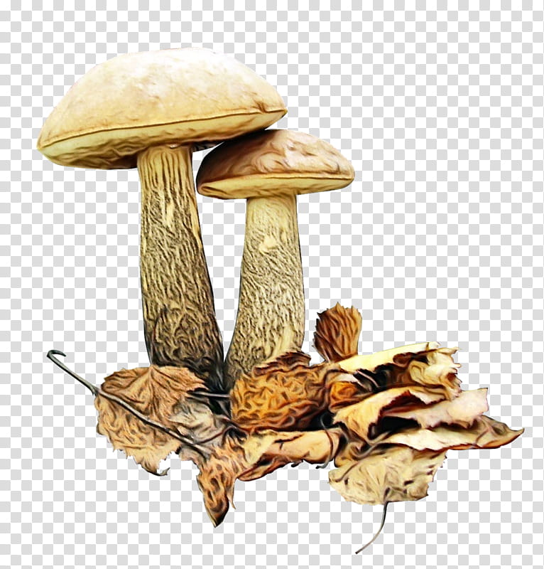 Mushroom, Watercolor, Paint, Wet Ink, Brown Cap Boletus, Edible Mushroom, Penny Bun, Birch Bolete transparent background PNG clipart