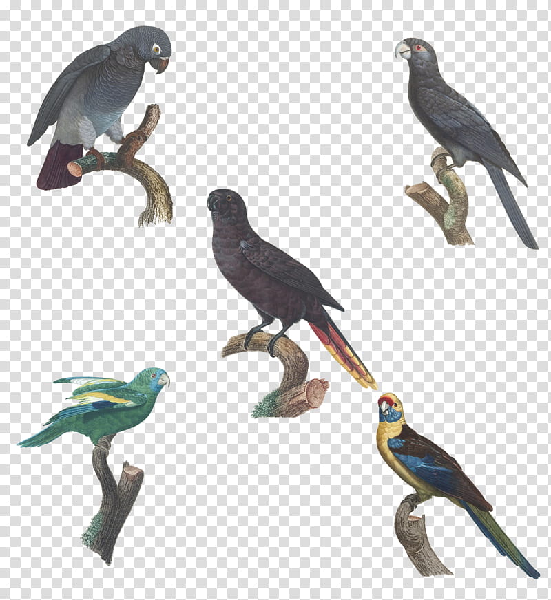 Different Type of Parrots, five assorted birds art transparent background PNG clipart