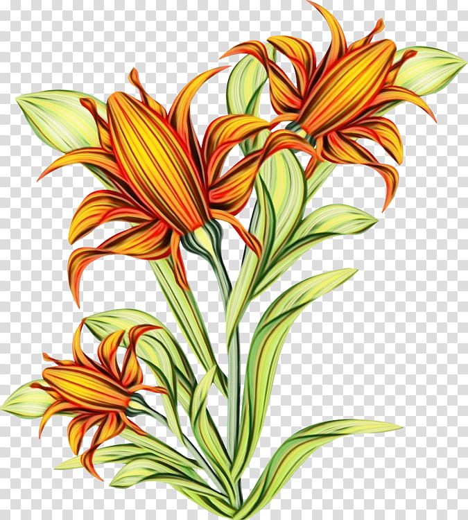 Lily Flower, Floral Design, Cut Flowers, Jersey Lily, Plant Stem, Daylily, Plants, Belladonna transparent background PNG clipart