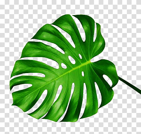 Tropical, green leaf illustration transparent background PNG clipart
