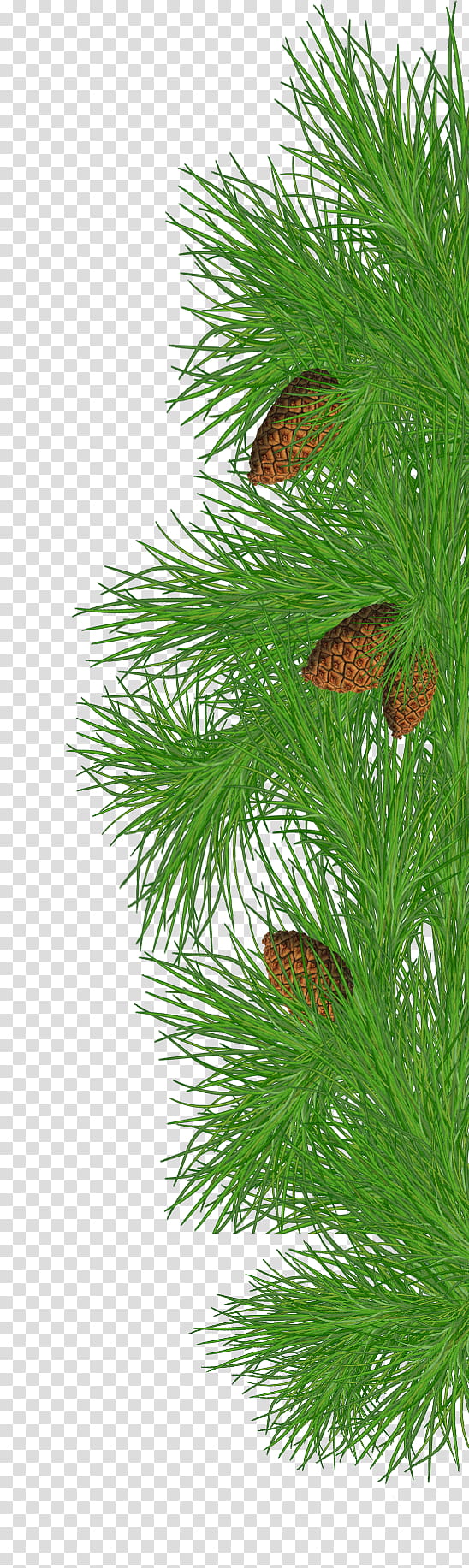 Christmas pine fir,  acorn on pine tree transparent background PNG clipart