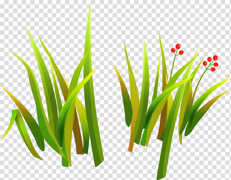 grass green plant grass family chives, Leaf, Flower, Herb, Lemongrass transparent background PNG clipart