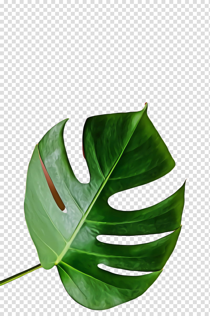 Family Tree, Monstera Leaf, Green Leaf, Simple, , Pexels, , Royaltyfree transparent background PNG clipart