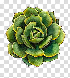 Cactus , green rose flower transparent background PNG clipart