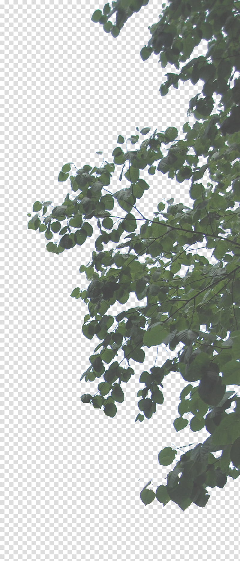 Hanging Leaves, green tree transparent background PNG clipart