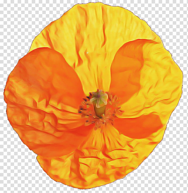 Orange, Yellow, Petal, Flower, Plant, Poppy Family, Perennial Plant transparent background PNG clipart