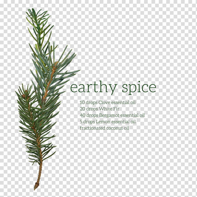 Family Tree, English Lavender, Pine, Fir, Conifers, English Yew, Conifer Cone, Spruce transparent background PNG clipart