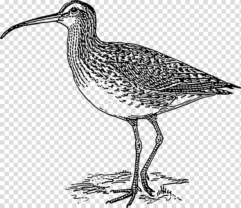 Bird, Shorebirds, Longbilled Curlew, Eurasian Curlew, Far Eastern Curlew, Beak, Drawing, Wader transparent background PNG clipart