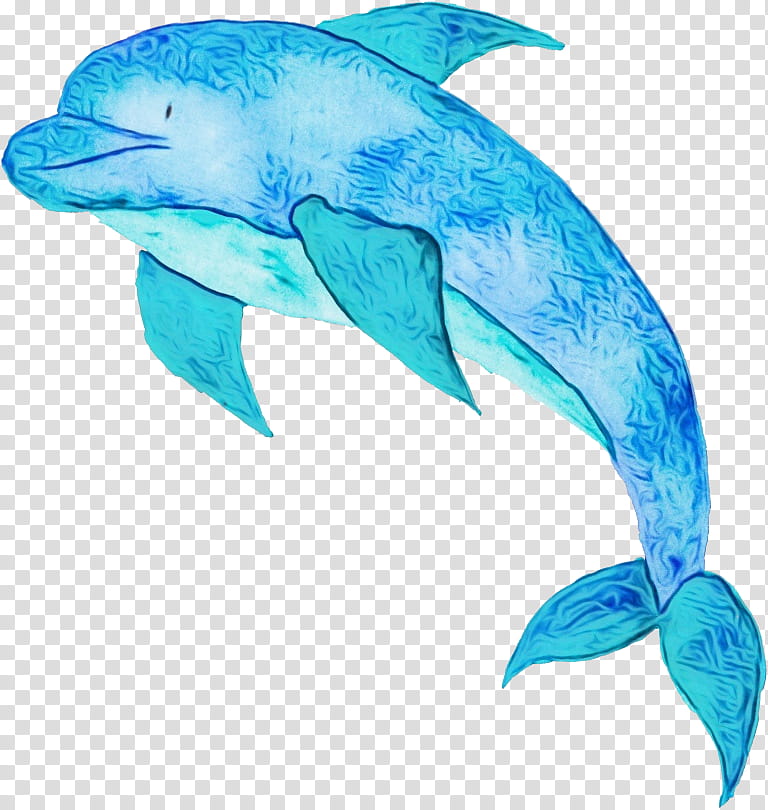 Whale, Roughtoothed Dolphin, Turquoise, Biology, Fish, Bottlenose Dolphin, Fin, Cetacea transparent background PNG clipart