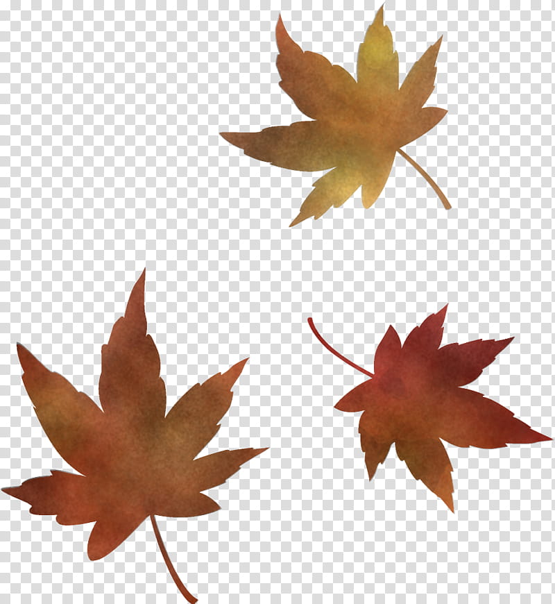 maple leaves autumn leaves fall leaves, Leaf, Tree, Maple Leaf, Black Maple, Sweet Gum, Plant, Woody Plant transparent background PNG clipart