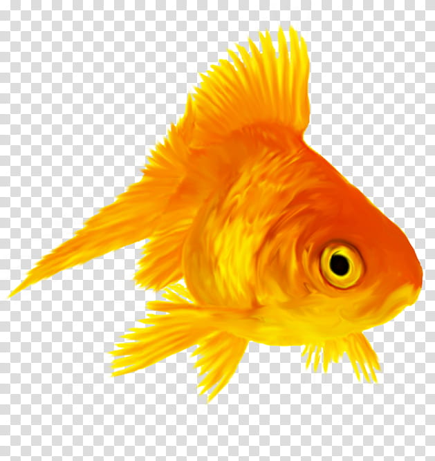 Fish, Common Goldfish, Red Cap Oranda, Ryukin, Aquarium, Drawing, Fin, Yellow transparent background PNG clipart