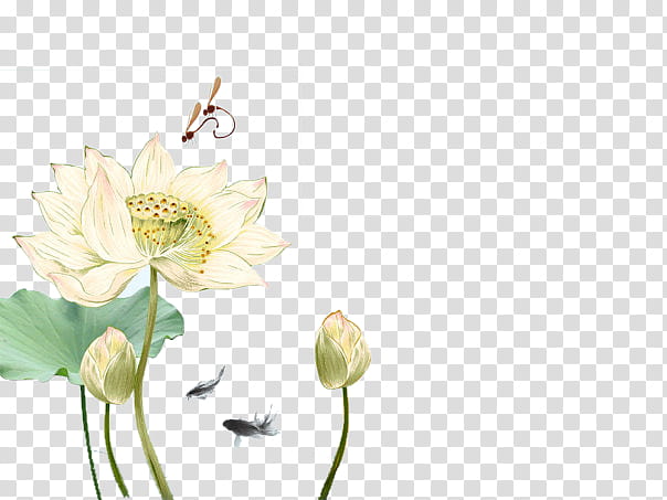 Chinese style s, white-petaled flower transparent background PNG clipart