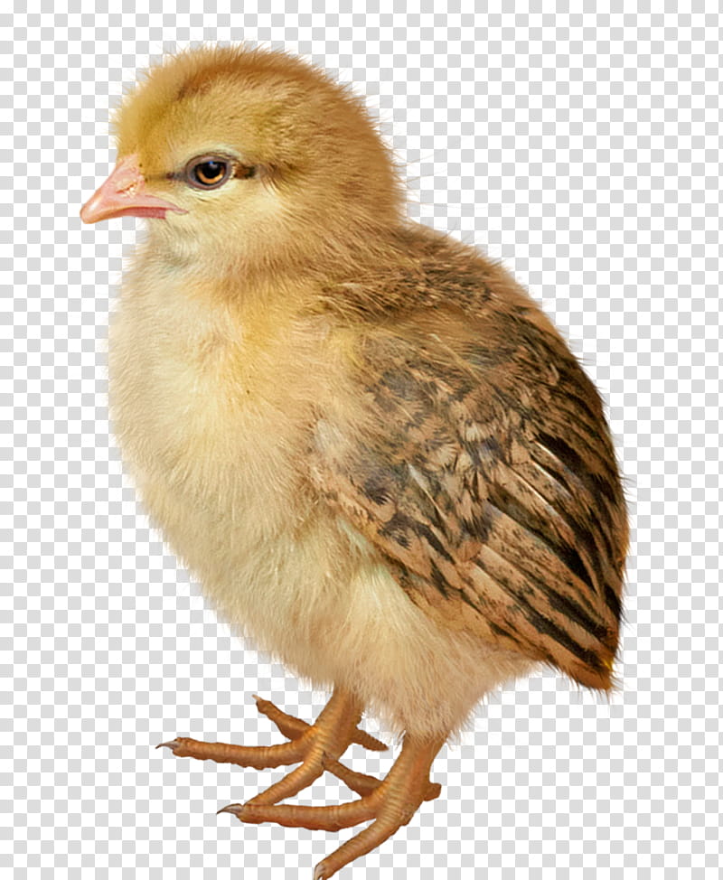 brown chicken chick transparent background PNG clipart