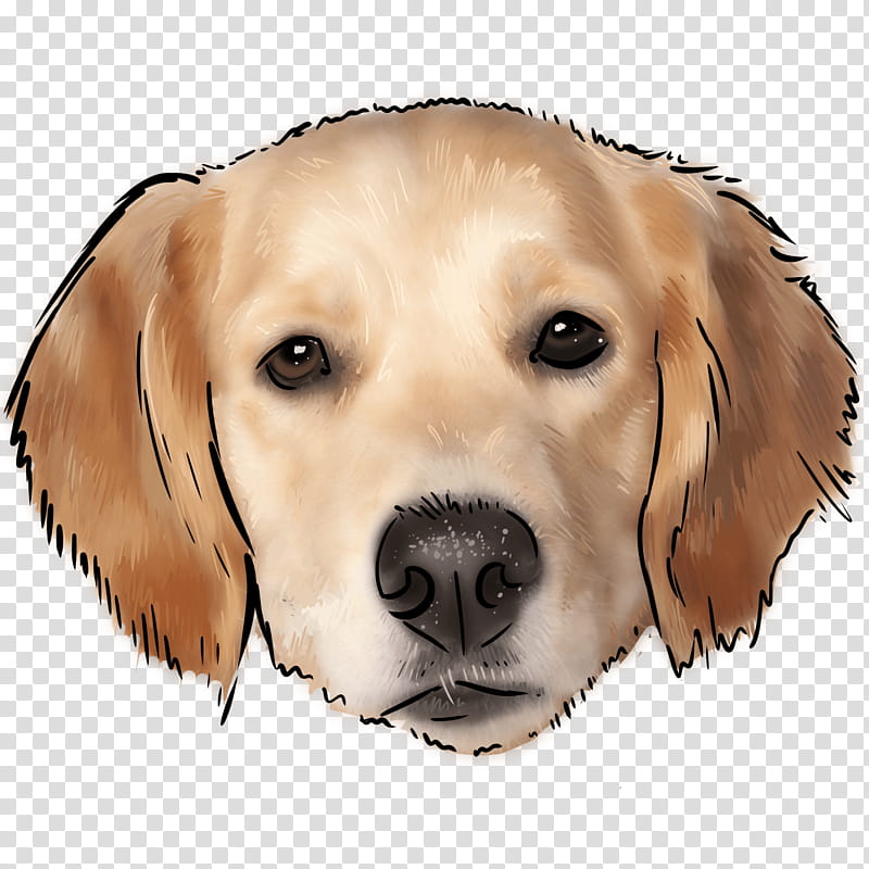 Golden Retriever, Labrador Retriever, Puppy, Companion Dog, Border Collie, Rough Collie, German Shepherd, Bark transparent background PNG clipart