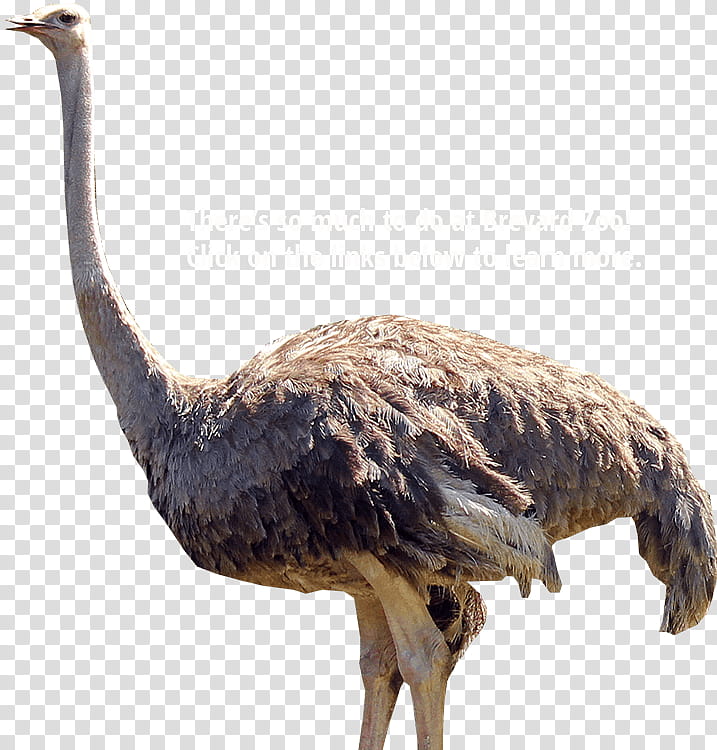 Crane Bird, Common Ostrich, Brevard Zoo, Emu, Animal, Drawing, Flightless Bird, Ratite transparent background PNG clipart