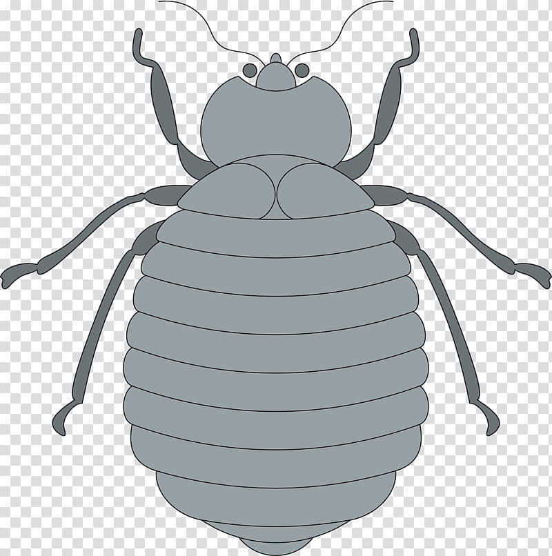 Ant, Bee, Beetle, Drawing, Rhinoceros Beetles, Hornet, Asiatic Rhinoceros Beetle, Longhorn Beetle transparent background PNG clipart