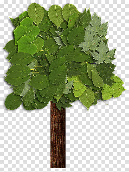 Family Tree, Sticker, Leaf, Flower, Plant Stem, Easter
, Cross, Rose transparent background PNG clipart
