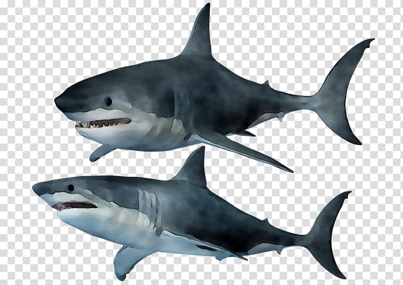 Great White Shark, Tiger Shark, Requiem Sharks, Squaliform Sharks, Fin, Jaw, Biology, Mackerel Sharks transparent background PNG clipart