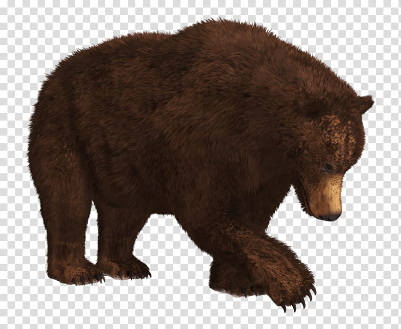 Polar Bear, Alaska Peninsula Brown Bear, American Black Bear, Giant Panda, Kamchatka Brown Bear, Grizzly Bear, Eurasian Brown Bear, Wildlife transparent background PNG clipart