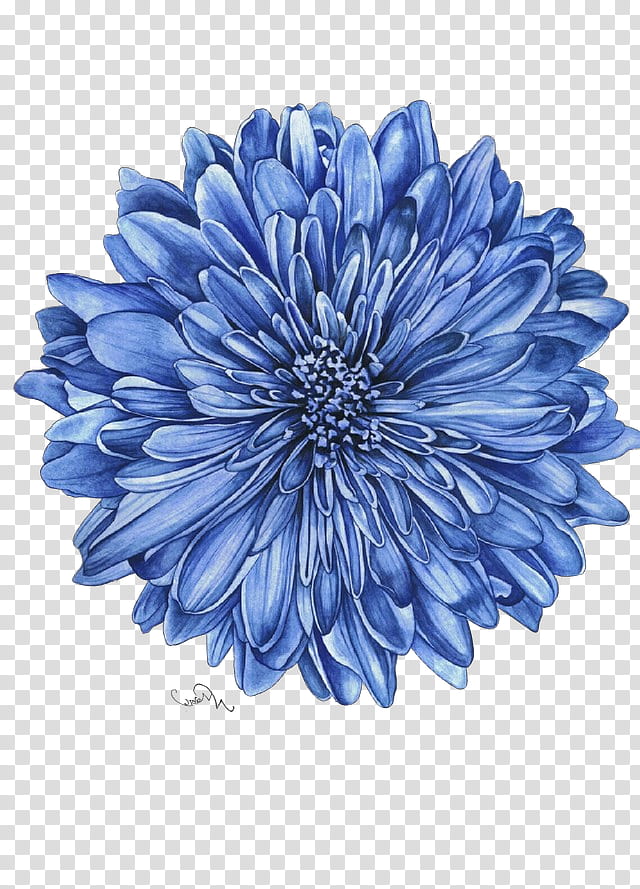 blue flower petal plant dahlia, Pop Art, Retro, Vintage, Flowering Plant, Gerbera, Aster, Daisy Family transparent background PNG clipart