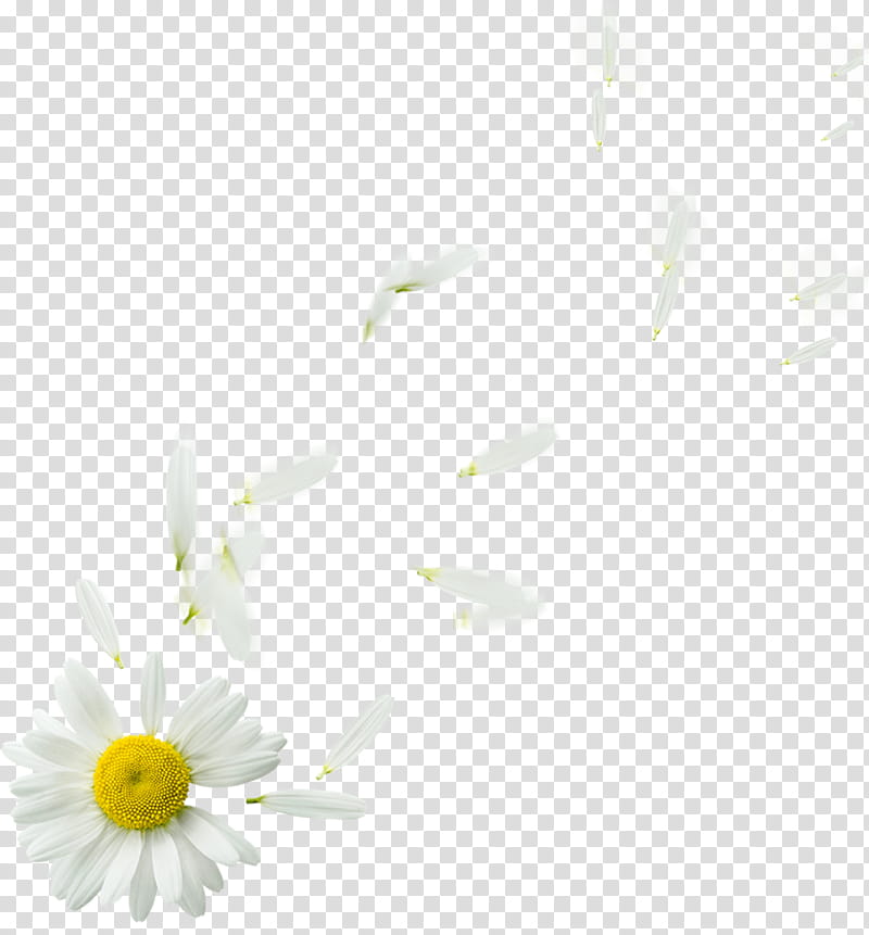Flowers, Oxeye Daisy, Computer, Plant Stem, Plants, White, Chamomile, Petal transparent background PNG clipart
