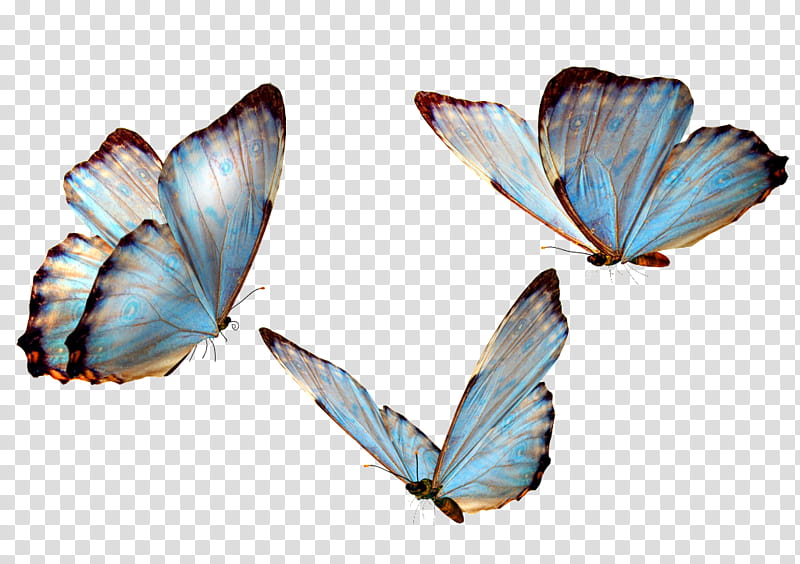 Brush, Butterfly, Insect, Artist, Moths And Butterflies, Pollinator, Lycaenid, Wing transparent background PNG clipart