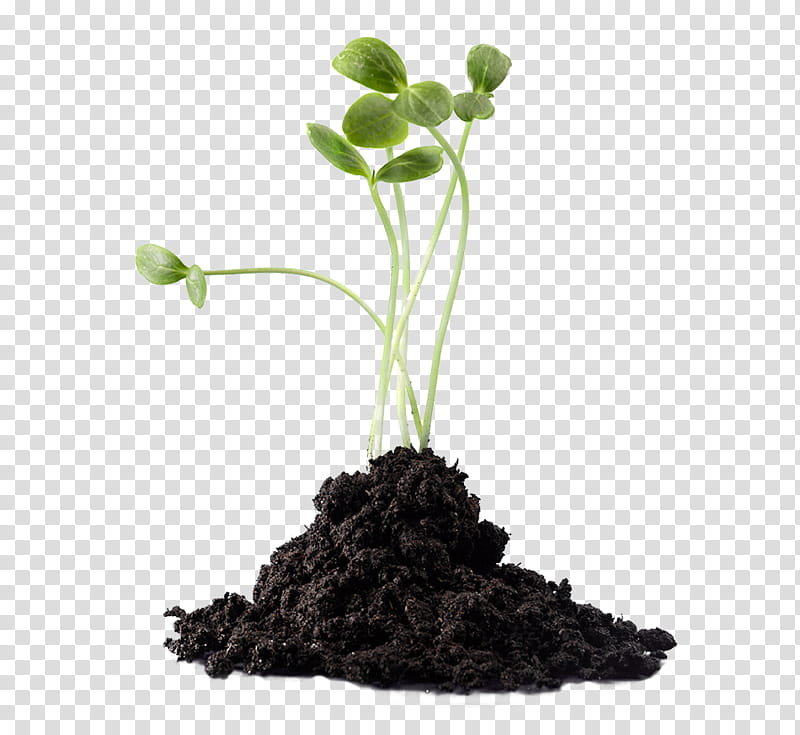 Tree Root, Soil, Fertilisers, Plants, Nutrient, Compost, Potting Soil, Orchids transparent background PNG clipart