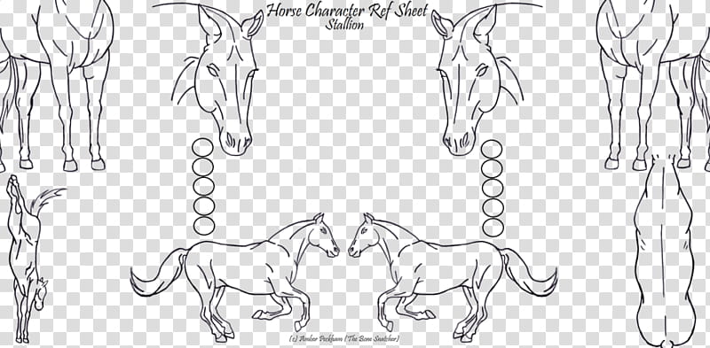 Horse Character Ref, Stallion, horse character ref sheet transparent background PNG clipart