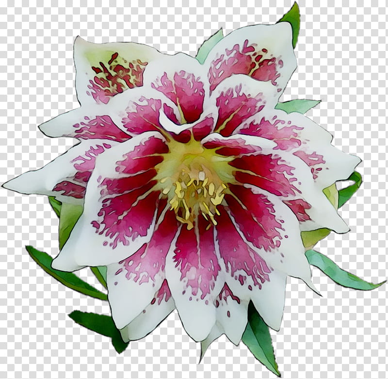 Pink Flower, Epiphyllum, Annual Plant, Cut Flowers, Plants, Petal, Passion Flower, Passion Flower Family transparent background PNG clipart