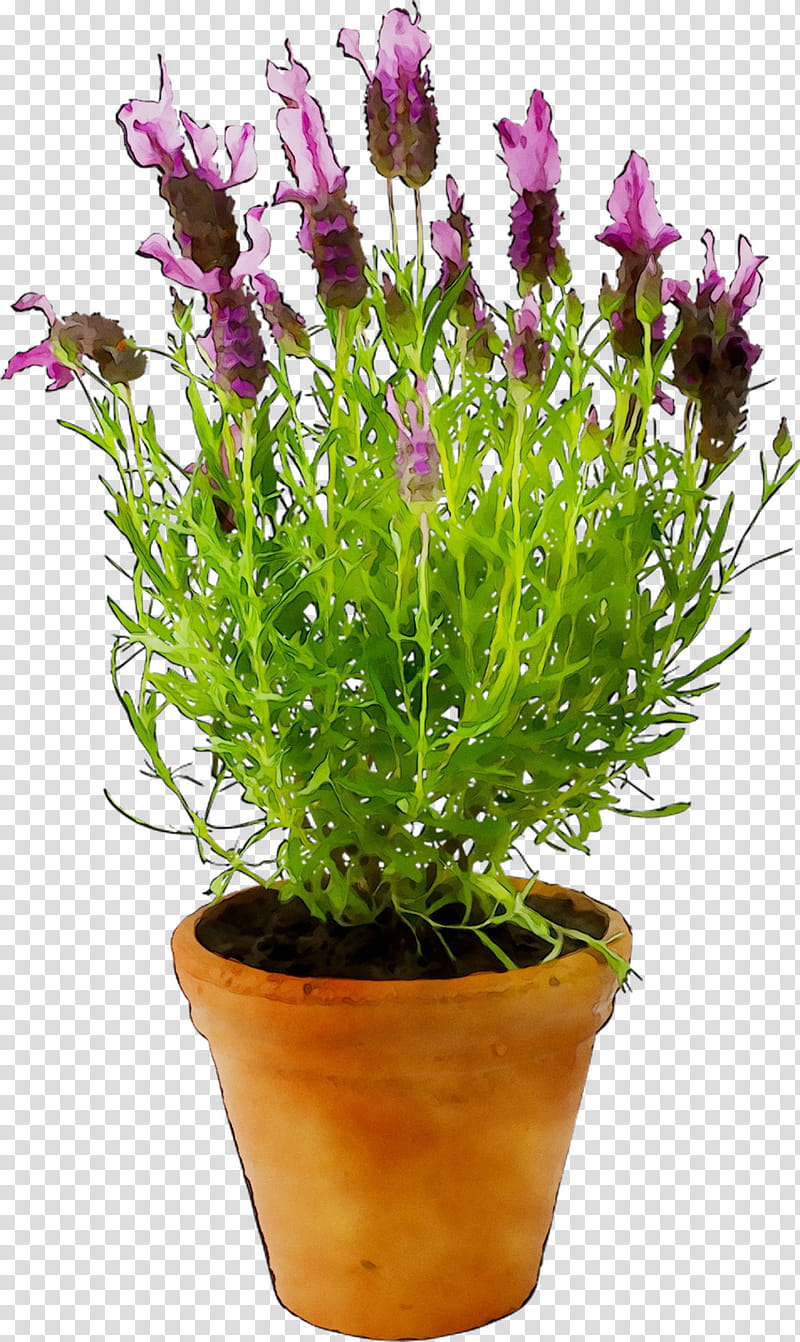 Lavender Flower, Flowerpot, Garden, Plants, Plastic, Leaf, Ceramic, Florist Gayfeather transparent background PNG clipart