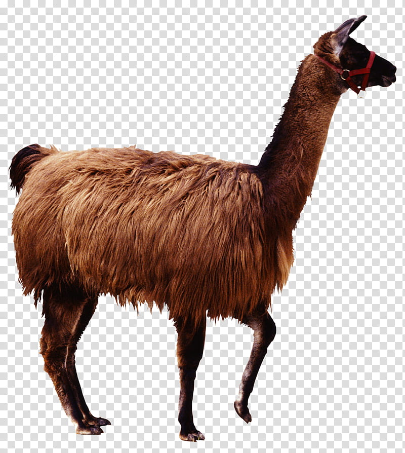 Llama, Alpaca, Guanaco, Camel, Camelids, Pet, Animal, Domestication transparent background PNG clipart