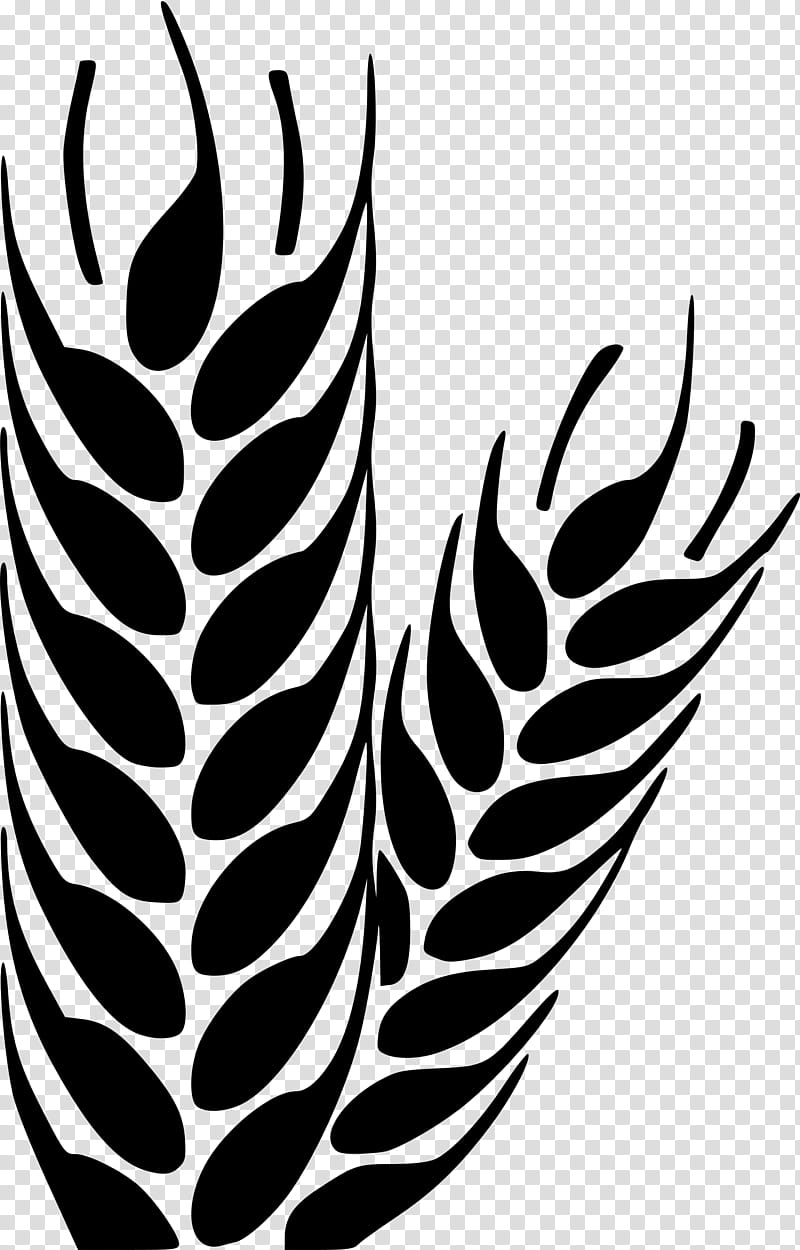Wheat, Cereal, Drawing, Grain, Leaf, Blackandwhite, Plant, Vascular Plant transparent background PNG clipart
