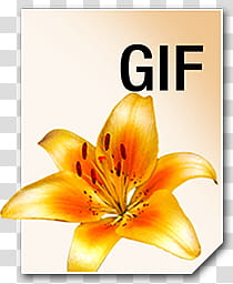Adobe Neue Icons, GIF__, orange lily flower GIF icon transparent background PNG clipart