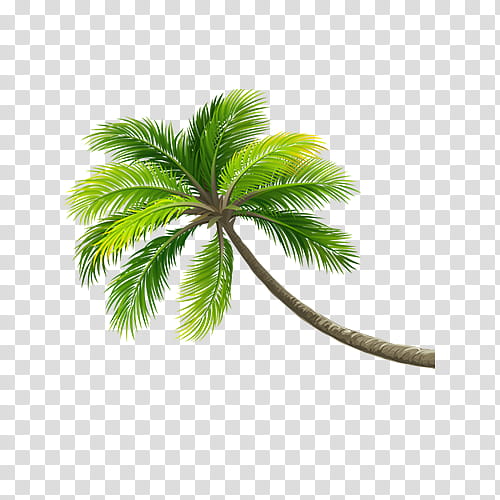 Date Tree Leaf, Palm Trees, Coconut, Arecales, Woody Plant, Plant Stem, Date Palm, Branch transparent background PNG clipart