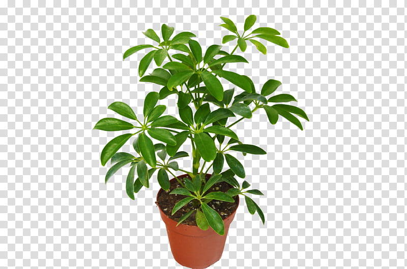 Bonsai Tree, Dwarf Umbrella Tree, Schefflera Actinophylla, Houseplant, Flowerpot, Garden, Guiana Chestnut, Kokedama transparent background PNG clipart