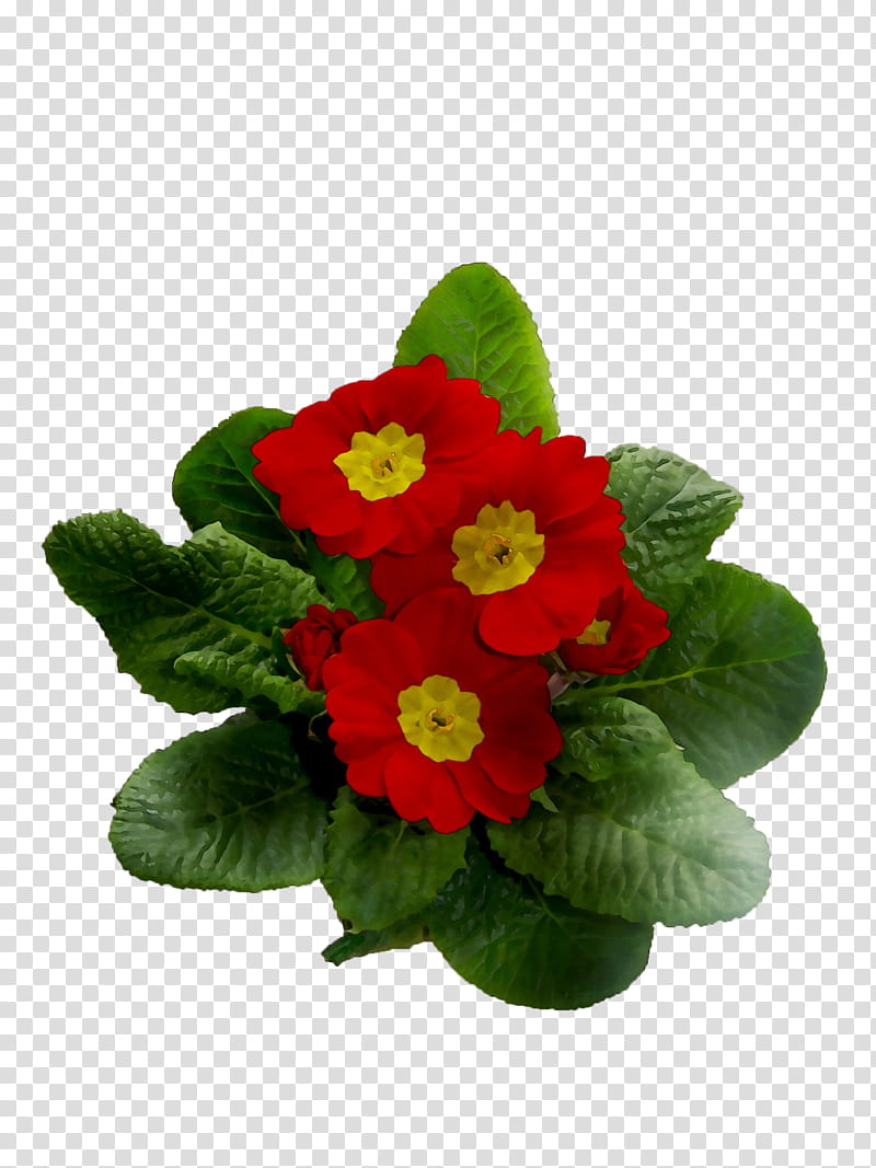 Artificial Flower, Primrose, Annual Plant, Plants, Primula, Petal, Herbaceous Plant, Houseplant transparent background PNG clipart