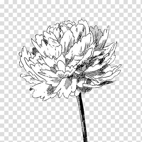restart, white and black flower transparent background PNG clipart