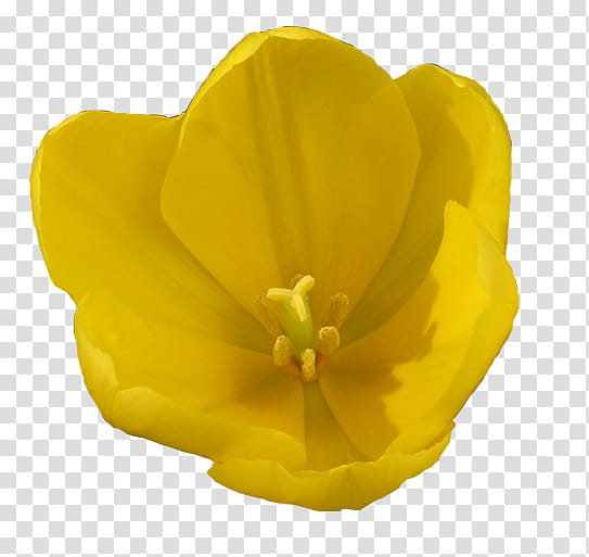 yellow flower macro transparent background PNG clipart