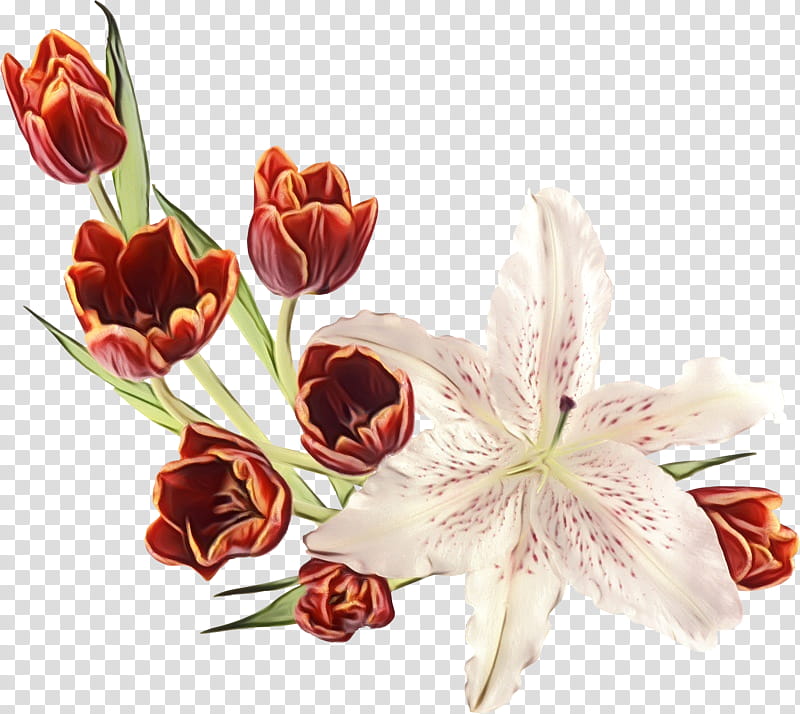 flower cut flowers plant petal bouquet, Watercolor, Paint, Wet Ink, Tulip, Lily Family transparent background PNG clipart